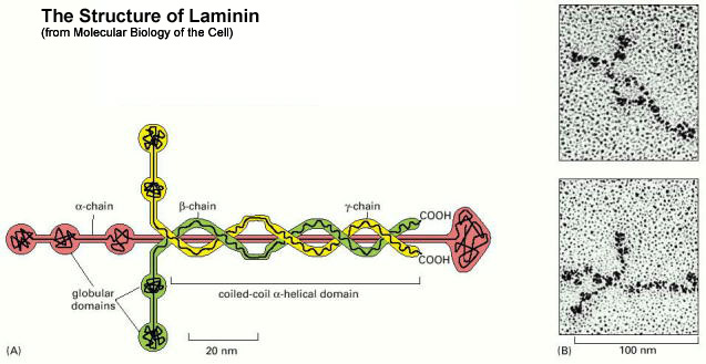laminin molecule sketch